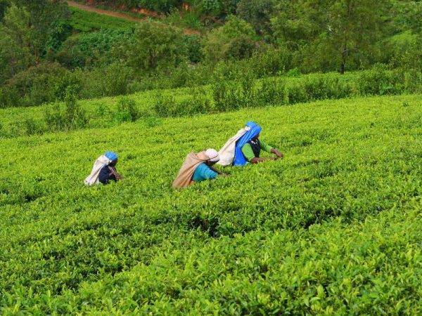 viaje sri lanka y maldivas - plantaciones de te