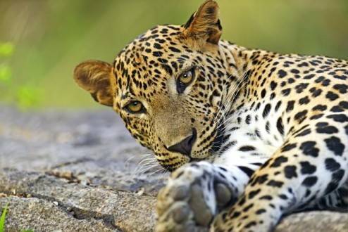 Que ver en Tailandia -Yala Parque nacional