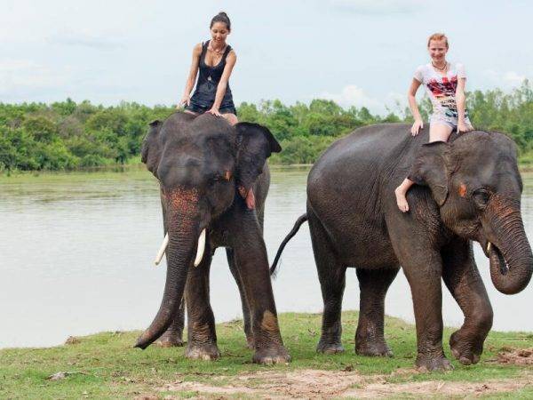 Tailandia de Norte a Sur - Safari en elefantes