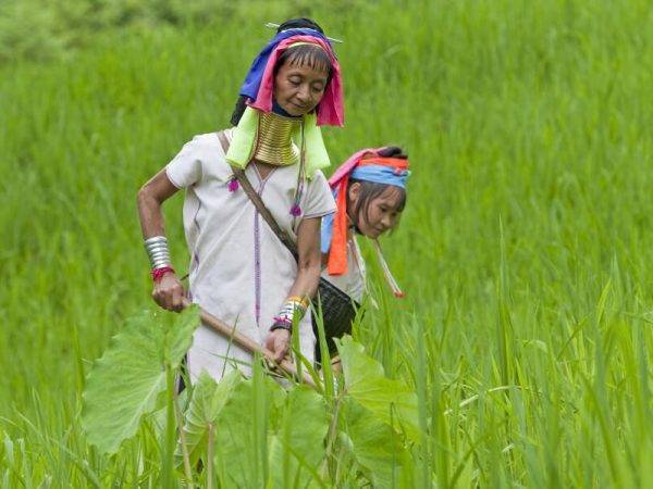 Viajes a Tailandia - Que ver en Tailandia - Chiang Mai - Mujeres Jirafa