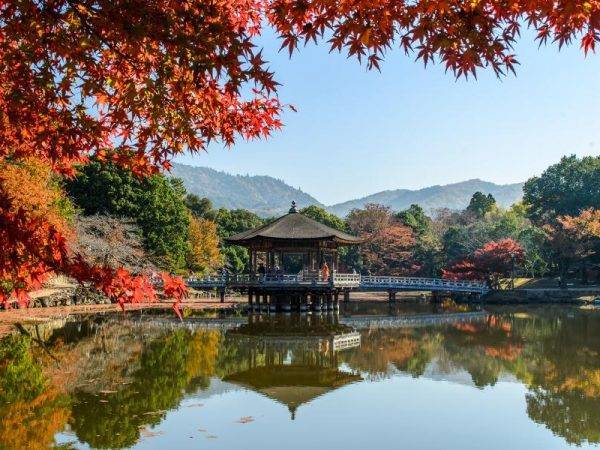 Lo Mejor de Japón - Parque ciervos