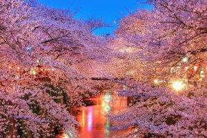 Viajar a Japón para disfrutar del Hanami