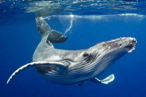 Avistar ballenas, la mejor experiencia de tu viaje a Sri Lanka