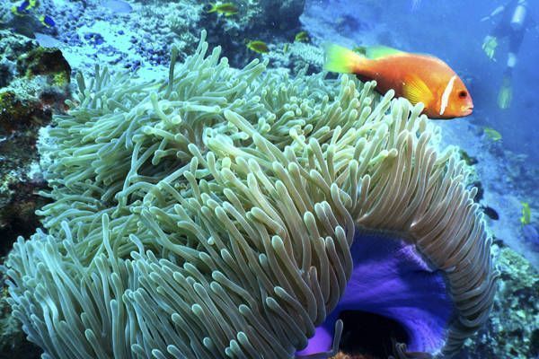 Buceo en Maldivas es una experienca inolvidable bucear maldivas