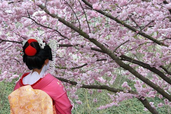 Hanami y el cerezo en flor en Japón hanami japon