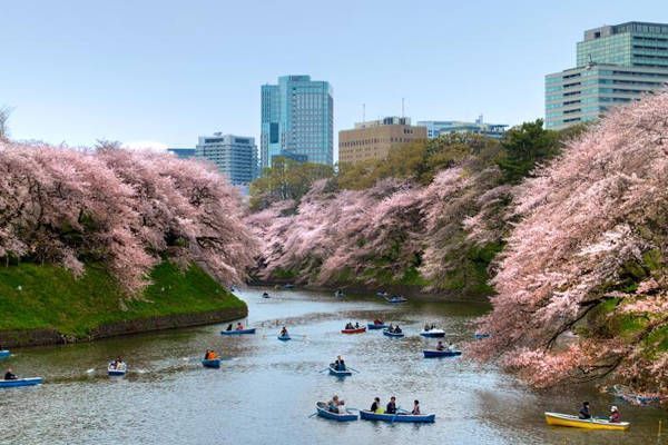 Hanami en Tokio tokio hanami