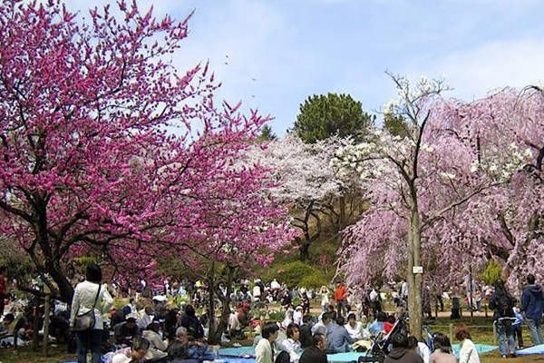 La tradición del hanami en Japón tradicion hanami japon