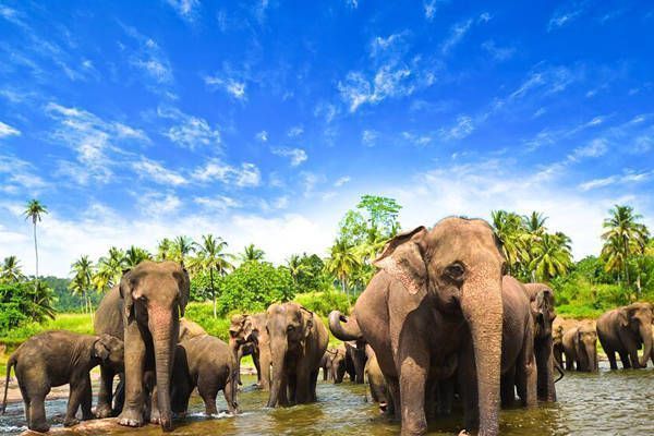 elefantes sri lanka