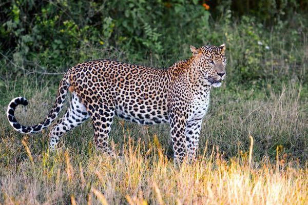 parque nacional yala sri-lanka