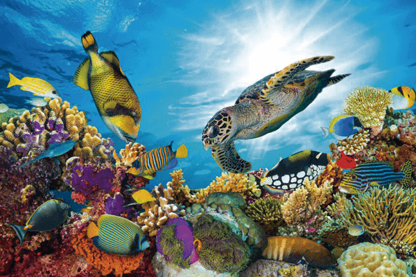 submarinismo maldivas