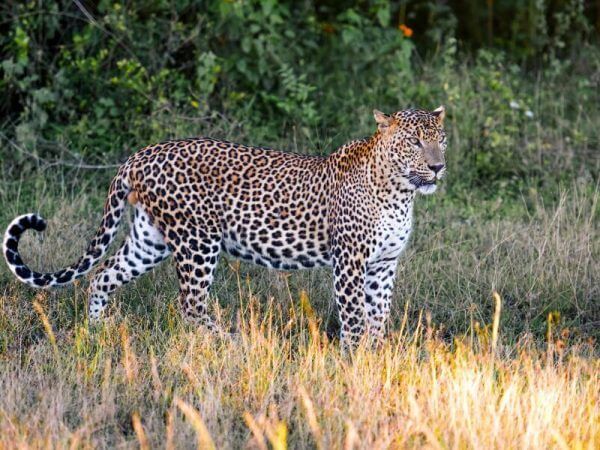 Parque Nacional de Yala