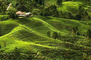 Diez cosas que no te deben faltar en tu maleta si viajas a Sri Lanka