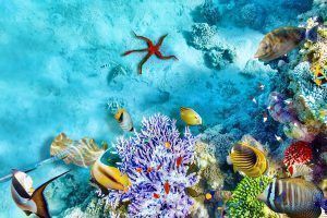 Por qué debes hacer obligatoriamente snorkel en tu viaje a Maldivas