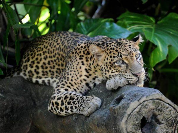 Sri Lanka - Yala - Parque nacional