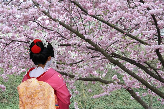 mejor epoca para viajar a japon cerezos mejor epoca para viajar a japon cerezos