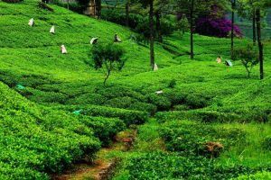 viajes a sri lanka - campos de te