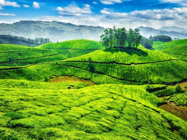 India Periyar plantación te